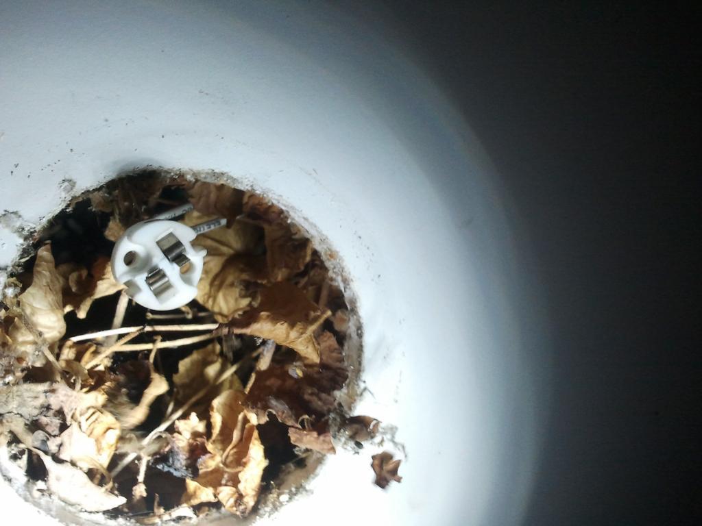 Leaves and debris around downlight